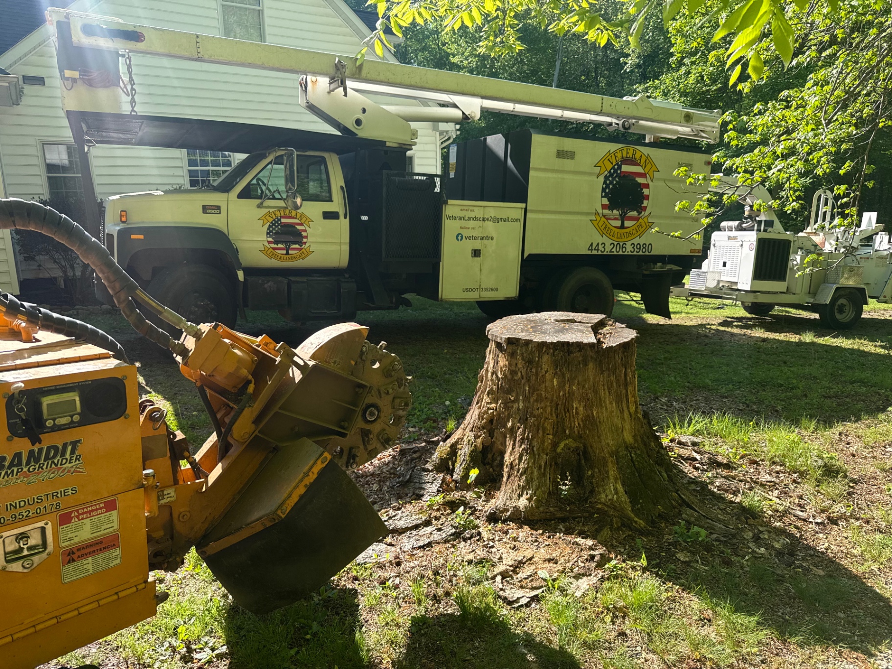 Licensed arborist climbing a large oak tree at golden hour